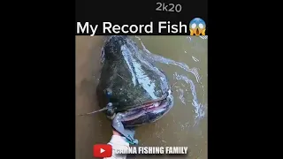 RECORD SILURE #fishing #bigfish #catfish #shorts