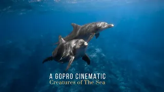 GOPRO HERO 10 BLACK Underwater Cinematic - Creatures Of The Sea