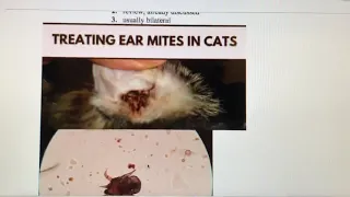 Video lecture: ear conditions (part 2)