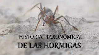 HISTORIA TAXONÓMICA DE LAS HORMIGAS