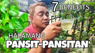 7 BENEFITS & REASONS OF HAVING PANSIT-PANSITAN PLANTS | PEPEROMIA PELLUCIDA