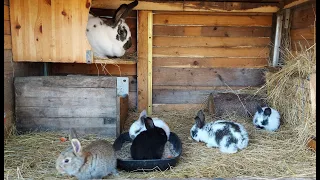 ОТСАЖИВАЕМ КРОЛЬЧАТ ОТ КРОЛЬЧИХ🐰СОДЕРЖАНИЕ🐇РАЗВЕДЕНИЕ КРОЛИКОВ🐇🐰🐰🐇🐰