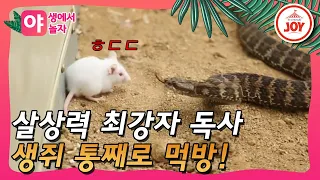 [야놀자] 스치기만해도 바로 사망! 🐍독사의 제대로 살아있는 식사시간!!!  #TVCHOSUNJOY