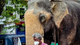 #largest #tusker #king #asia #shorts #army #security #short #elephant #worldrecord #one #srilanka