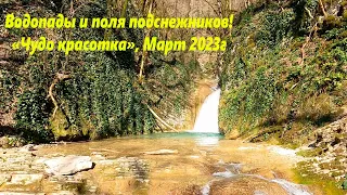 Поля подснежников и водопады! "Чудо красотка в марте" 2023г.🌴ЛАЗАРЕВСКОЕ СЕГОДНЯ🌴СОЧИ.