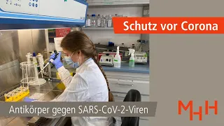 Schutz vor Corona: Antikörper gegen SARS-CoV-2-Viren