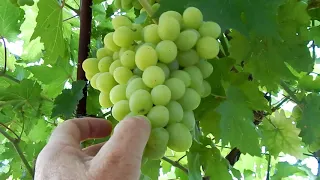 Лучшие формировки винограда.Как добиться качества урожая без лишней работы?Результаты и выводы...