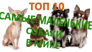 Топ 10 маленьких собак # маленькие породы собак!