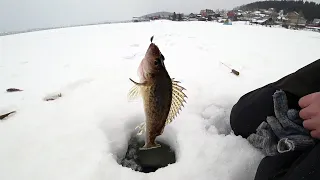 ЕРШИ МОНСТРЫ! ТАКИХ ЕРШЕЙ ПРИЯТНО ДЕРЖАТЬ В РУКАХ! ЧЕРНОИСТОЧИНСКИЙ ВОДОЁМ! РЫБАЛКА НА УРАЛЕ!