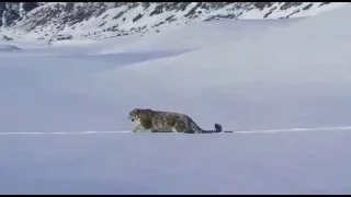 Снежный барс в горах Алматы (январь 2016 год)