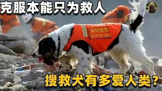 Search and rescue dogs that go against common sense? Animals run away in danger  but they save live