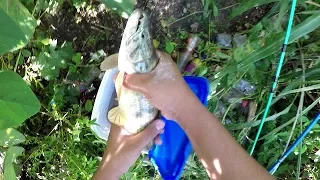 My BIGGEST (At The Time) WOLF FISH!!! River Fishing with LIVE BAIT! Trinidad & Tobago, Caribbean