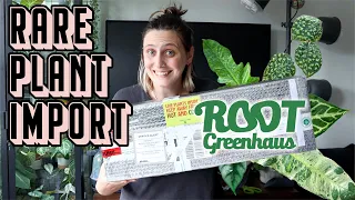 More Plants 🙃🪴  Root Greenhaus Import Haul