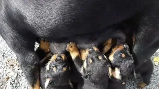 爱犬❤罗威纳-小家伙现在都开始站着吃了(Love Dog Rottweiler-The little ones are now starting to eat standing up）