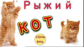 Песня  "РЫЖИЙ КОТ" / Сань Янь/  #песнипрокошек