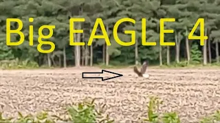 Big Eagle 4 on the EASTERN SHORE - ON MY WAY TO WORK