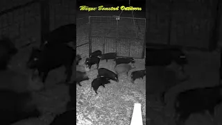 Trapping Feral Hogs in Texas, 101 #shorts
