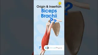 Biceps Brachii Anatomy #physicaltherapy #physiotheraphy #anatomy #biceps