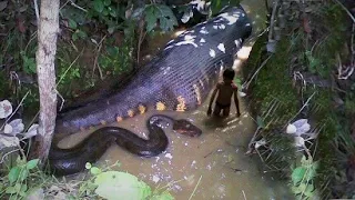 TOP 10 ANIMALES MÁS LETALES DEL AMAZONAS