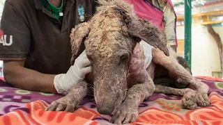 Growing gravel instead of skin: older dog rescued with advanced mange