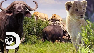 Lion Cub's Lives Are Threatened By Buffalos | Big Cat Tales