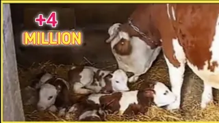 البقرة تلد أربعة عجول توائم ما شاء اللهThe cow gives birth to the four calves