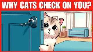 Why Do Cats Keep Checking on Their Owners?