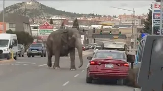 Escaped elephant from circus roams streets of Montana