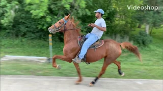 Standardbred Trotter Mare - 3rd week in training (Rosharon, Tx)