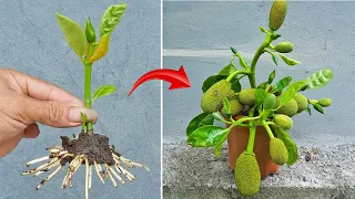 Simple techniques for propagating jackfruit at home to save money on buying seedlings