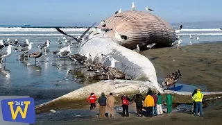 10 Largest Creatures Found On Shore