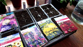 A Complete Guide on How & When to Seed Start Annual Garden Flowers Indoors: Save Money!