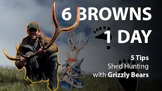 Bone Zone 2023 - SHED HUNTING - How to stay safe in GRIZZLY bear country