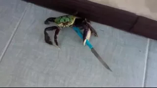 i've fought mudcrabs more fearsome than you