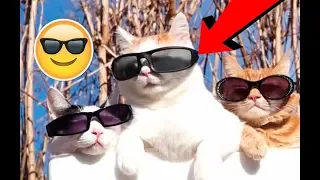 ПРИКОЛЫ С КОШКАМИ 2019 Приколы С котиками и кошками 2019 Смешные коты Funny Cats Выпуск #2