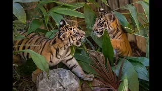 Tiger Cub Twosome Debut at Tiger Trail