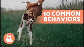 10 COMMON DOG BEHAVIORS Explained 🐶❓