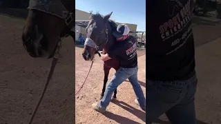 Equine chiropractor evaluates a horse's neck using specific pressure points.