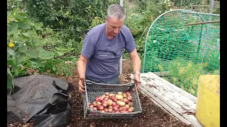 Harvesting Potatoes