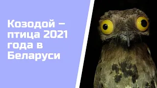 Козодой – птица 2021 года в Беларуси