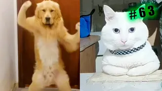 Funniest animals 😄 New funny cats and dogs videos videos😹🐕 #63