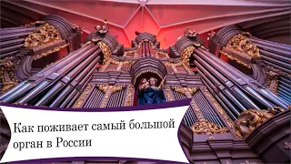 КАК ПОЖИВАЕТ САМЫЙ БОЛЬШОЙ ОРГАН В РОССИИ