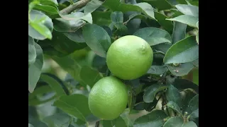 Grafting Lemon Trees –  Easy Grafting Citrus Tree For Beginner 100% Work
