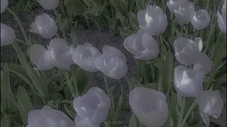 Dandelions ★ slowed+reverb