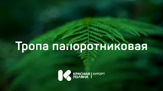 экотропа Папоротниковая