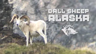 Alaska Dall Sheep Hunt