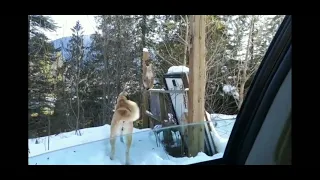 Kangal Vs Cougar