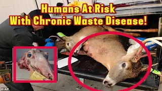 Zombie Deer Disease Explained: Is It Dangerous To Humans? Causes Of Zombie Deer Disease 2023