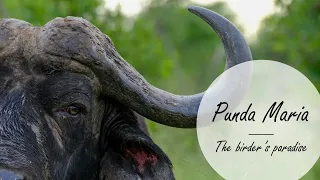 Punda Maria, The birding paradise of Kruger National Park