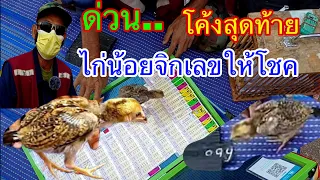 ฮือฮา.. ไก่น้อยจิกเลข โค้งสุดท้ายมาแล้ว